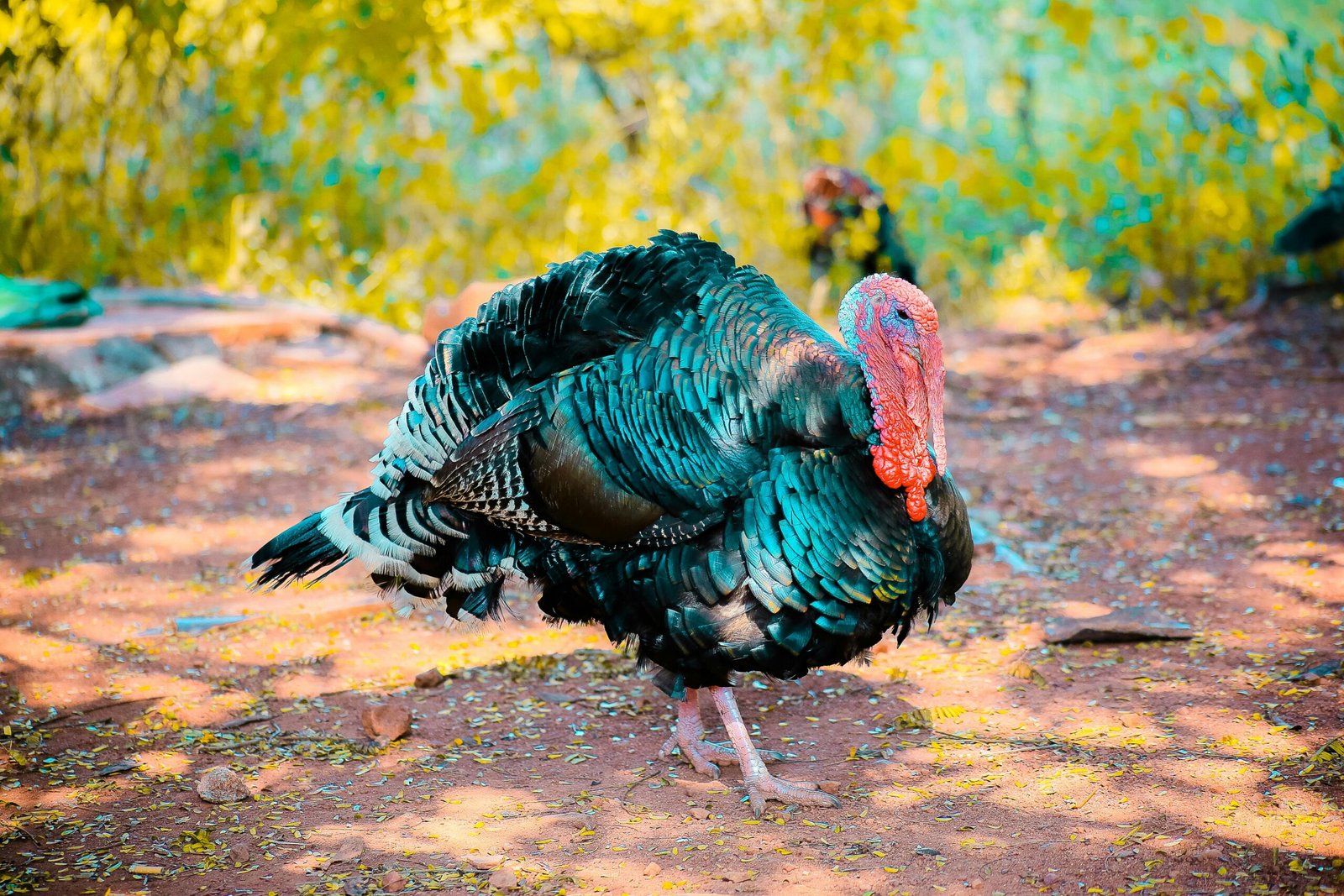 pexels kranthi remala 376431 1078781